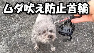 吠えて威嚇する犬に無駄吠え防止首輪をつけた結果がこちら [upl. by Kit]