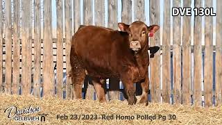 Davidson Gelbvieh Bull Lot DVE 130L sells Friday March 1 2024 [upl. by Gadmann163]