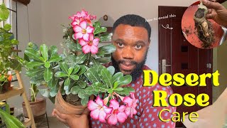 Detailed Desert Rose care How to prevent stem rot and tips for heavy flowering [upl. by Aketal]