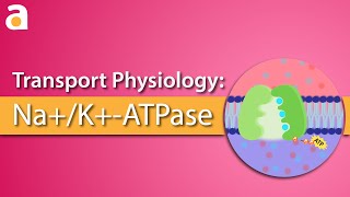 Transport Physiology NaKATPase Sodium Potassium Pump [upl. by Uoliram383]