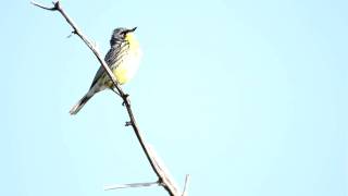 Kirtland Warbler singingMOV [upl. by Malek119]