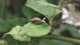 Gewone barnsteenslak met parasitaire zuigworm [upl. by Eleni143]