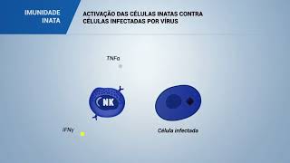 ACTIVAÇÃO DAS CÉLULAS INATAS contra células infectadas por VÍRUS [upl. by Kipton]