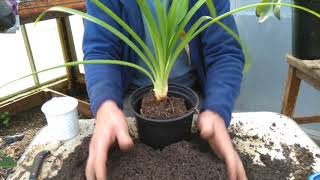 How to pot on agapanthus [upl. by Mahgem]