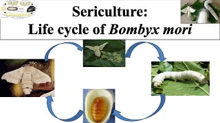 Life cycle of Bombyx mori  Life cycle of silk worm  Bombyx mori  caterpillarSericulture  Part 2 [upl. by Bayard]