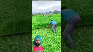 Kank di khati agriculture farming crop farmer punjabi agriculuture punjabifarmers punjabi [upl. by Antone670]