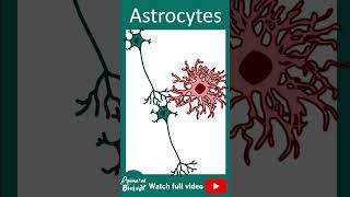 Astrocytes  Reactive astrocytes  1 minute Neurobio [upl. by Eneluj]