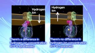 The regulatory mechanisms of ATP synthase [upl. by Niar]