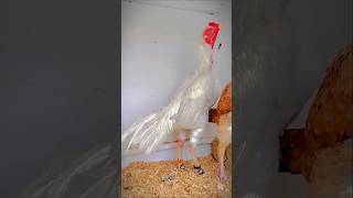 High quality heera aseel rooster thai bird birds aseelmurga aseel [upl. by Oitaroh384]