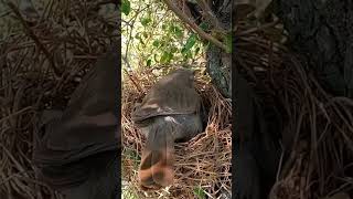 babbler bird removing bugs from nest shorts [upl. by Etyam708]