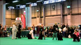 CRUFTS 2013 Min Poodles [upl. by Atnicaj459]