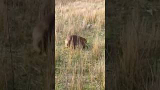 Wombat at Wilson’s Promontory Australia australia melbourne wombats [upl. by Avid]