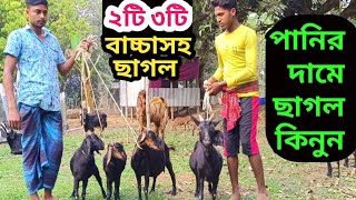 ৩টি ছাগল ১০হাজার।।দুই তিন বাচ্চা সহ ছাগলের দাম জানুন।তোতাপুরী পাঠা ছাগল।দেশি ব্লাক বেঙ্গল ছাগল।goat [upl. by Nosidda]