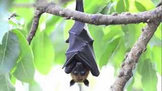 True Facts About The Fruit Bat [upl. by Klotz]