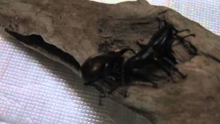 ダイオウヒラタクワガタ対アトラスオオカブトDorcus bucephalus VS Chalcosoma atlas [upl. by Eentroc593]