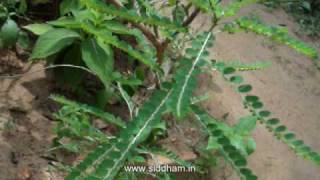 Herbal Medicine  Phyllanthus niruri  Natural Remedy for Jaundice [upl. by Trevorr373]