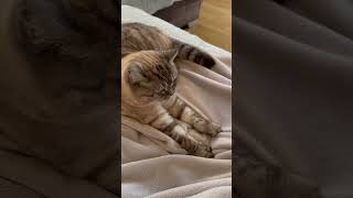 A cat laying on a blanket on top of a bed cats kitten shortsfeed shortsvideo shorts funnycats [upl. by Sharleen]