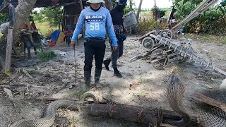 MAY NAKITA KAMING DALAWANG COBRA SA BULOK NA KAWAYAN [upl. by Lanza]