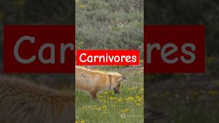 Who are Carnivores facts science [upl. by Darda]