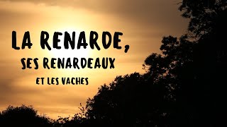 La renarde ses renardeaux et les vaches [upl. by Druce]