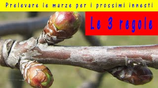 Marze per innesti 2024 quando prelevare la marza da innesto quale scegliere e come conservarle [upl. by Christos793]