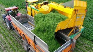 Picking Green Beans  New Ploeger BP2140e Bean Picker  Laarakker Well  Harvesting Haricot Verts [upl. by Kcirttap]