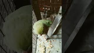 Kitna cute hai na parrot talking [upl. by Cissej]