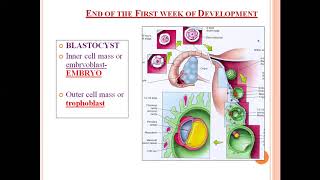 Embryology Bilaminar embryonic disc [upl. by Shirlee]