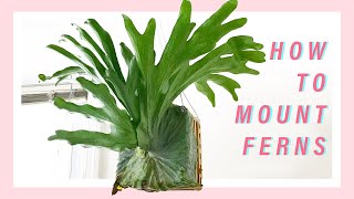 How to Mount a Staghorn Fern  Easy and Affordable Hanging Plant [upl. by Ocinemod453]