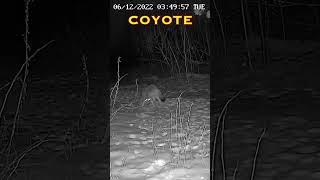 Curious Coyote amp Coyote Howling Sounds wildlife coyote howling [upl. by Massingill]