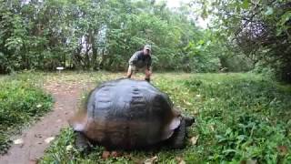 Exploring the Galapagos with Lindblad Expeditions on National Geographics Endeavour II 2018 [upl. by Alaecim389]