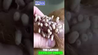 Revealing Dog Larvae Extraction Technique animalcare animals rescuedoglove shorts [upl. by Dorn207]