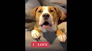 Adorable Dog Saying I Love You Will Melt Your Heart  Dog Said I love You [upl. by Seravaj677]