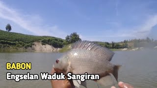 Juosh❗Spot Penuh BABON Waduk Sangiran [upl. by Egroej353]