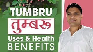 तुम्बरू Zanthoxylum armatum  Uses amp Health Benefits  Acharya Balkrishna [upl. by Hayn]