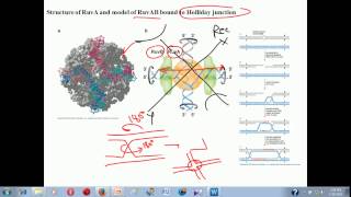 Genetic recombination lecture 1  homologous recombination [upl. by Enileuqcaj]