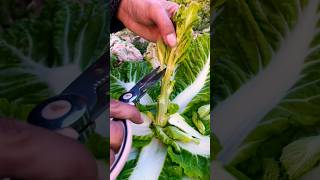 short agriculture agritoolsfarming2024 youtubeshorts EliteShortsUnleashed 1733 [upl. by Halil665]