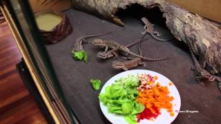 How To Get Baby Bearded Dragons To Eat Salad [upl. by Girvin]