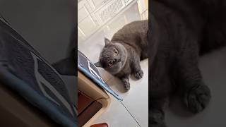 Why is this cat shaking its headCat shaking her head youtube short [upl. by Arev210]