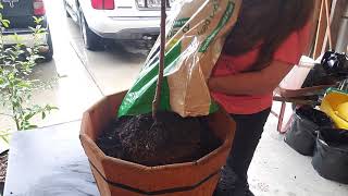 Repotting My Peach TreesRooting Clippings [upl. by Venterea708]