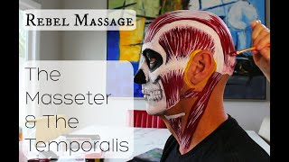 The Masseter And The Temporalis A Story Of Time And Space [upl. by Gifferd65]