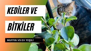 Kedileri Bitkilerden Uzak Tutmanın Yolları ve Zehirli Türler 🙀 [upl. by Nirrak]