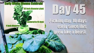 HYDROPONIC KOHLRABI DAY 45 FROM SEED [upl. by Tnecnev145]