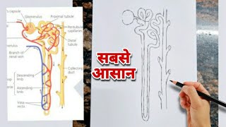 सबसे आसान Nephron Diagram Drawing  Class 10 Science Chapter 6 Life Processes [upl. by Ahsonek]