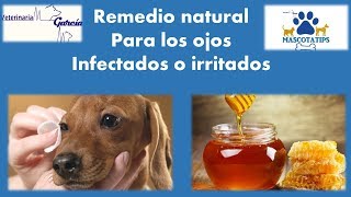 REMEDIO CASERO PARA LA INFECCIÓN O EL OJO IRRITADO EN MASCOTAS [upl. by Rachele]