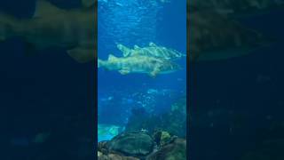 Ripley’s Aquarium of Toronto [upl. by Gnap]