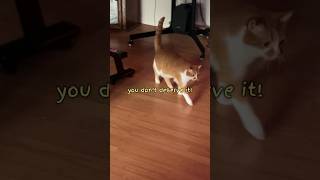 MY CAT IS SCREAMING AT ME shorts meow cat [upl. by Aninat]