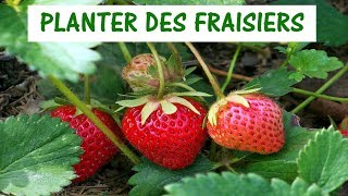 PLANTER DES FRAISIERS  créer une fraiseraie [upl. by Lotus]