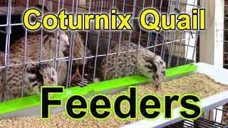 Coturnix Quail Feeders  Dealing with Feed Waste [upl. by Sekyere]