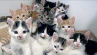 So many little kittens stare [upl. by Odell]